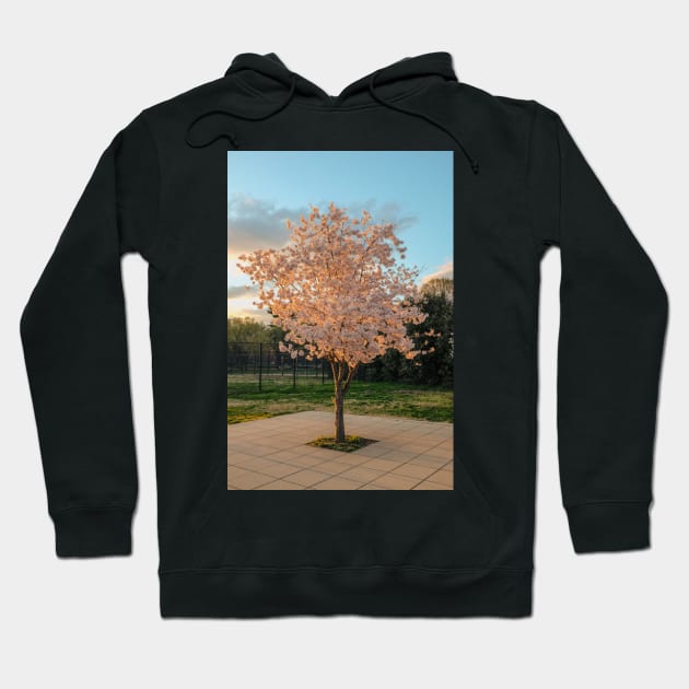 Cherry Blossom 7 Hoodie by igjustin